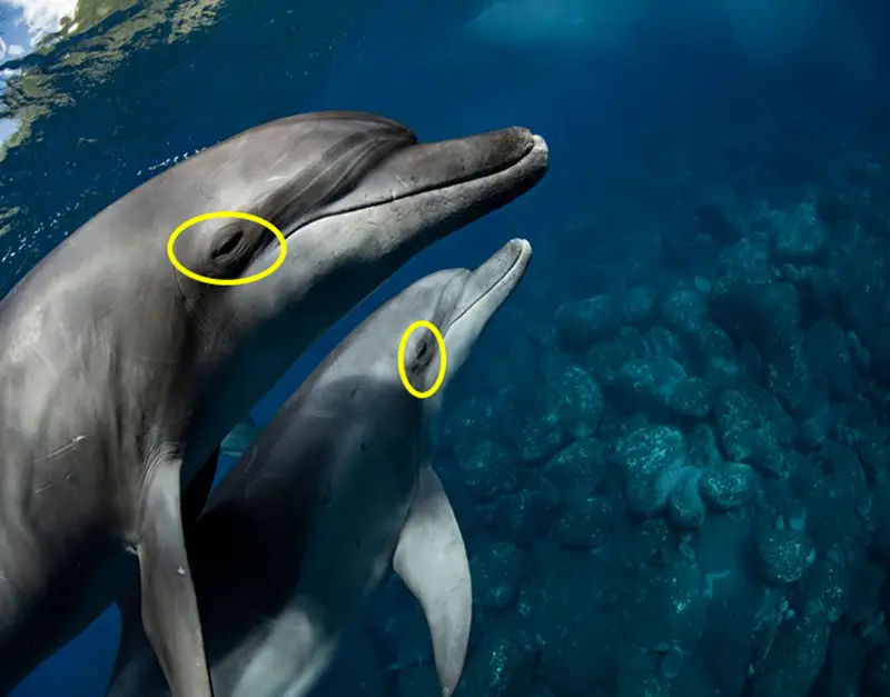 Why Do Dolphins Sleep With One Eye Closed? - You Ask We Answer