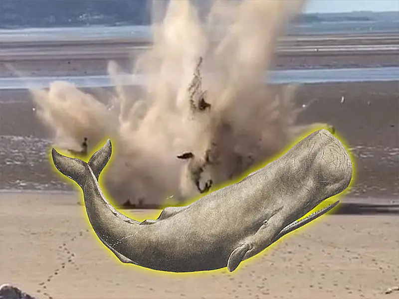 whale exploding