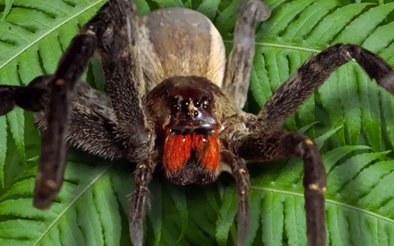 Brazilian Wandering Spider : Man Finds Dozens Of Deadly ...