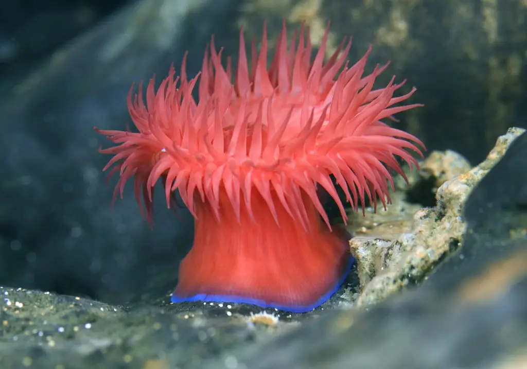 Are Sea Anemone Edible? All Facts about Sea Anemone - You Ask We Answer