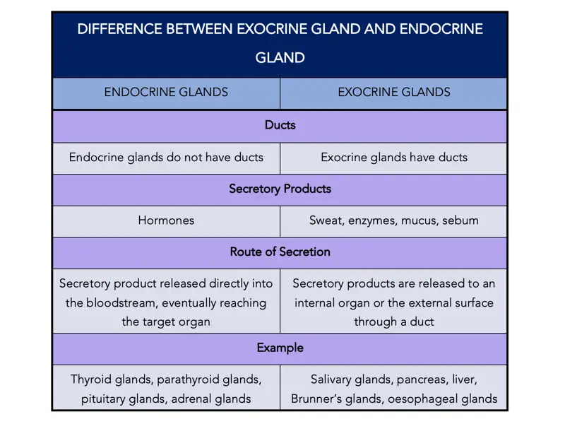 Exocrine Vs Endocrine What Is The Difference Between Endocrine And Exocrine You Ask We Answer