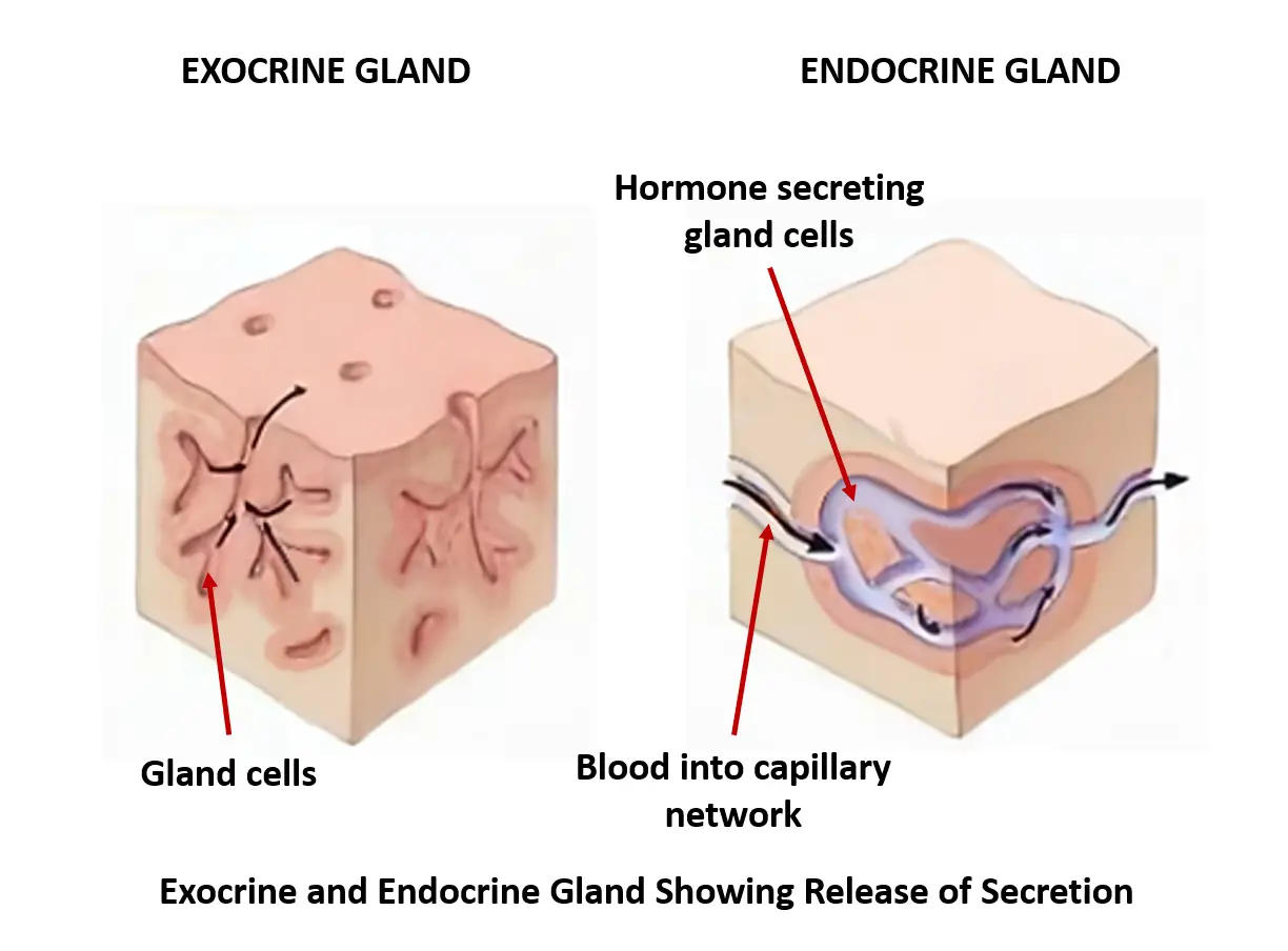 Exocrine Vs Endocrine What Is The Difference Between Endocrine And Exocrine You Ask We Answer